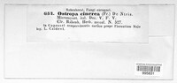 Ostropa barbara image